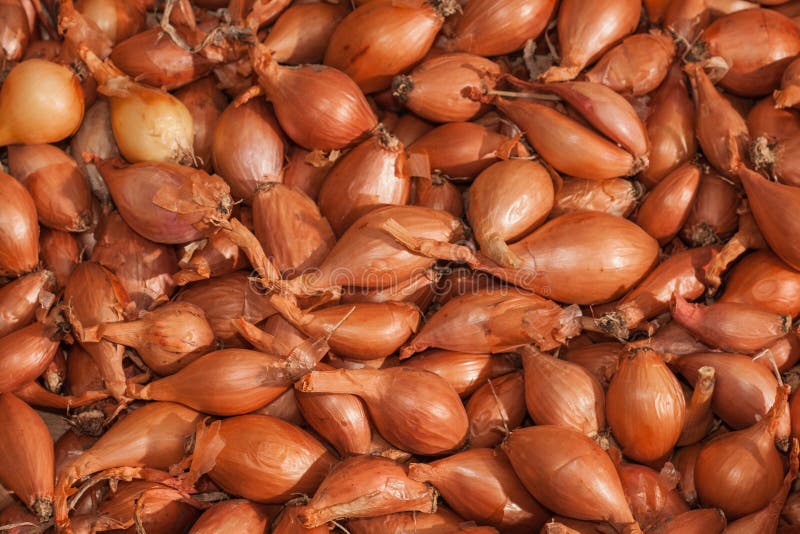 Onions for landing small stock photo. Image of food, shallot 65091804