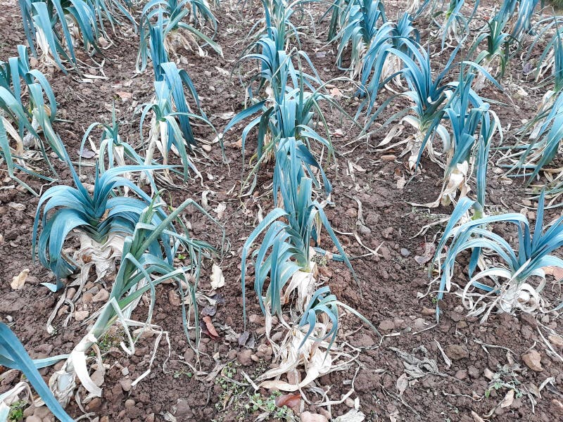 Onions Plants in the Garden before Being Harvested Stock Photo Image
