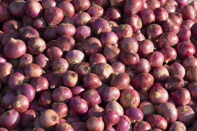 Onions stock photo. Image of freshness, agriculture, cuisine 70452834