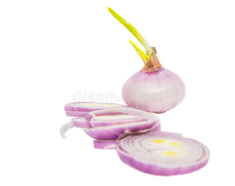 Onions with sprouts developing over white background. Onions with sprouts developing over white background.