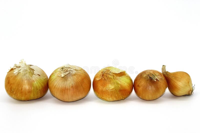 Onions winter placed in a row for growth on a white background royalty free stock photography Onions winter placed in a row for growth on a white background royalty free stock photography