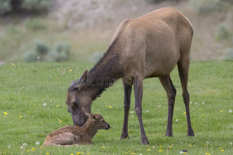 Onlangs geboren elanden met moeder