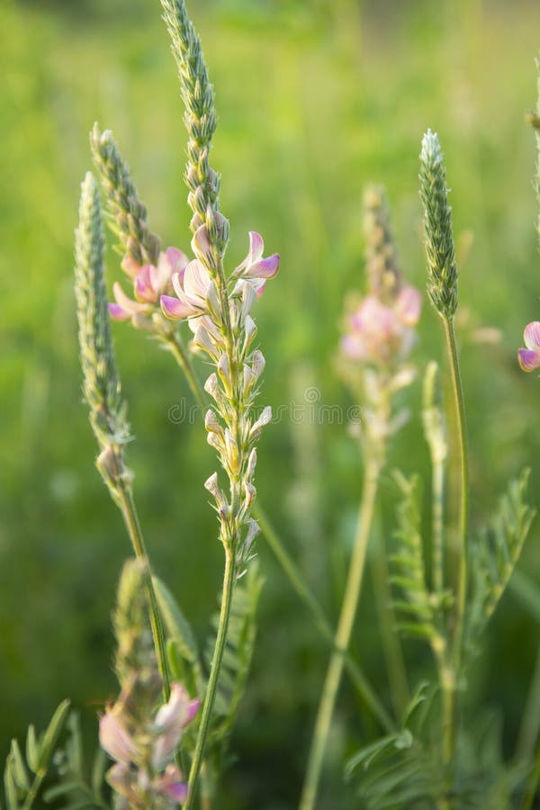 Onobrychis viciifolia ή κοινό sainfoin ή esparcet που ανθίζει σε αγρό στοκ εικόνα με δικαίωμα ελεύθερης χρήσης