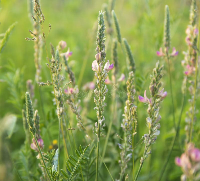 Onobrychis viciifolia ή κοινό sainfoin ή esparcet που ανθίζει σε αγρό στοκ εικόνες με δικαίωμα ελεύθερης χρήσης