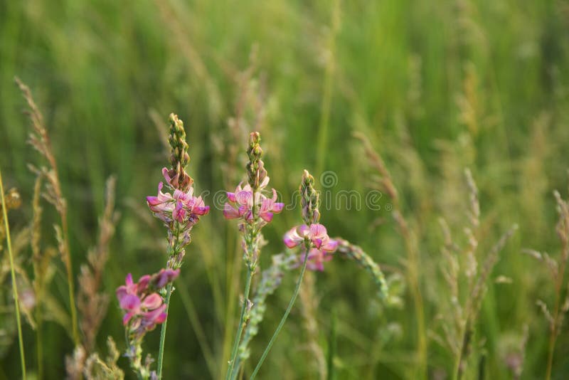 Onobrychis viciifolia ή κοινό sainfoin ή esparcet που ανθίζει σε αγρό στοκ φωτογραφία με δικαίωμα ελεύθερης χρήσης
