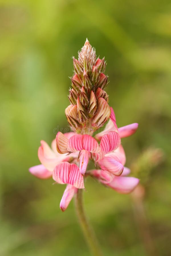 Onobrychis viciifolia επίσης γνωστή ως O. σάτιβα ή κοινός sainfoin στοκ εικόνα