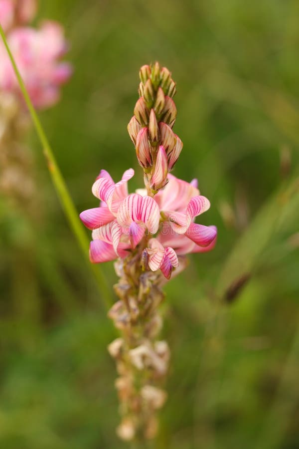 Onobrychis viciifolia επίσης γνωστή ως O. σάτιβα ή κοινός sainfoin στοκ φωτογραφίες