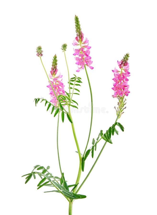 Onobrychis viciifolia επίσης γνωστή ως onobrychis sativa ή common sainfoin. γεωργική μονάδα σε λευκό φόντο στοκ εικόνες