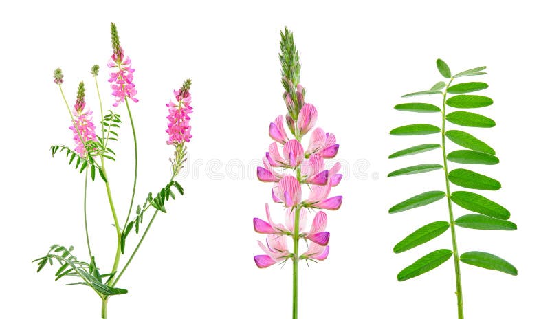 Onobrychis viciifolia επίσης γνωστή ως onobrychis sativa ή common sainfoin. γεωργική μονάδα σε λευκό φόντο στοκ εικόνες
