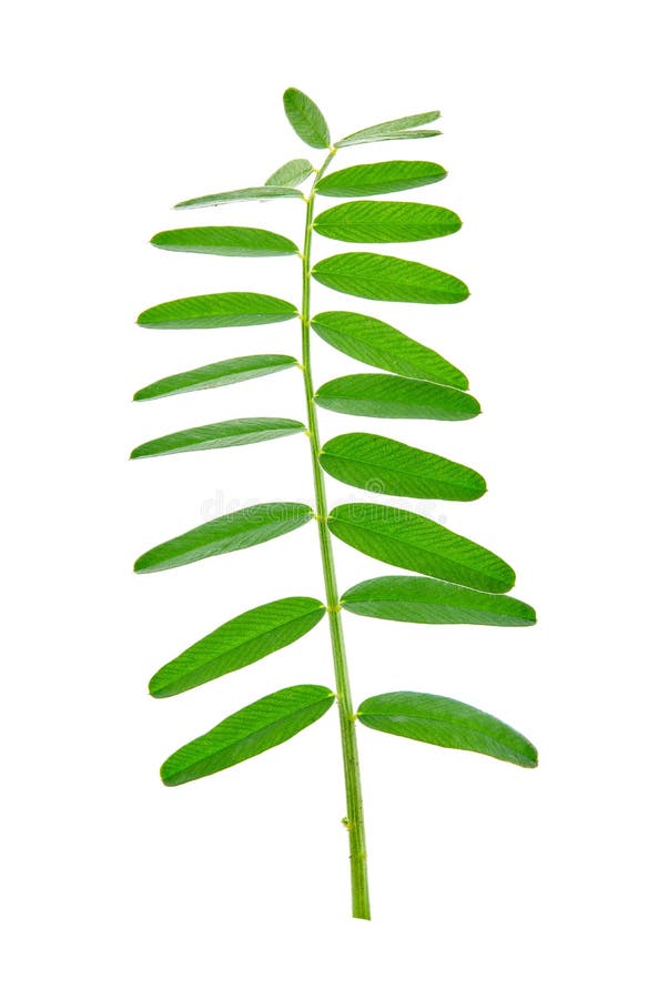 Onobrychis viciifolia επίσης γνωστή ως ο. sativa ή common sainfoin. κλείσιμο φύλλου σε λευκό φόντο στοκ εικόνες