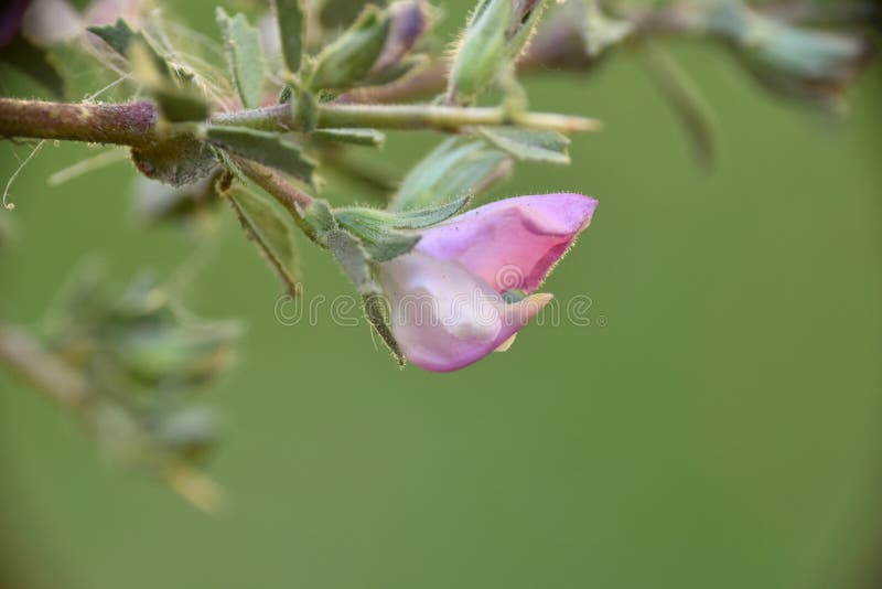 Ononis spinosa plant flower on forest road.