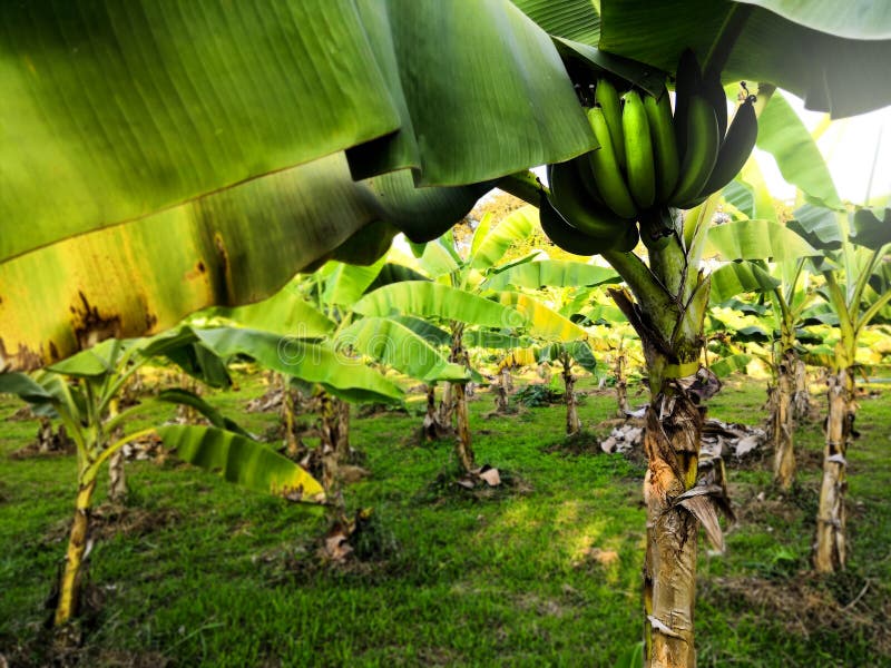 Onrijpe Cavendish-banaan stock fotografie Onrijpe Cavendish-banaan stock fotografie