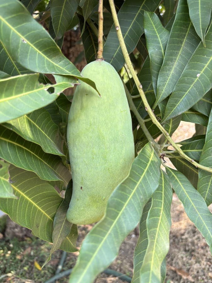 Onrijpe groene mango's hangend aan een mango boom royalty-vrije stock foto's