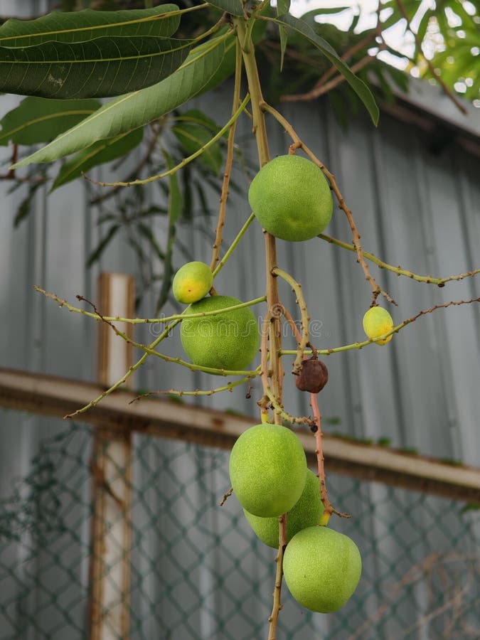 Onrijpe groene mango's hangend aan een tak stock fotografie