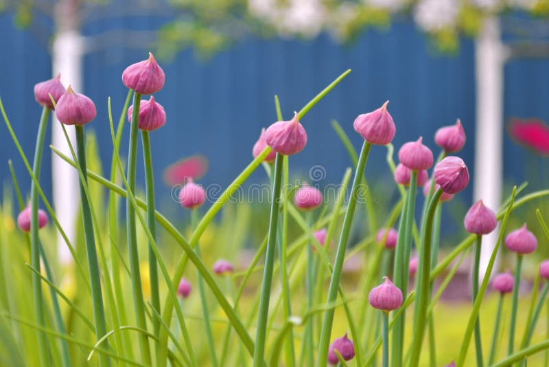 Onrijpe roze knoppen van decoratief knoflookallium in de tuin op de achtergrond van groen en bloeiende appelbomen stock afbeeldingen Onrijpe roze knoppen van decoratief knoflookallium in de tuin op de achtergrond van groen en bloeiende appelbomen stock afbeeldingen