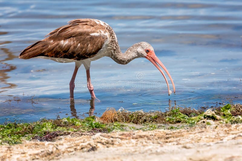Onrijpe Witte Ibis royalty-vrije stock foto Onrijpe Witte Ibis royalty-vrije stock foto
