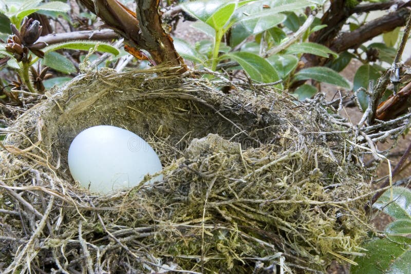 Ons Ei van het Nest stock afbeeldingen Ons Ei van het Nest stock afbeeldingen