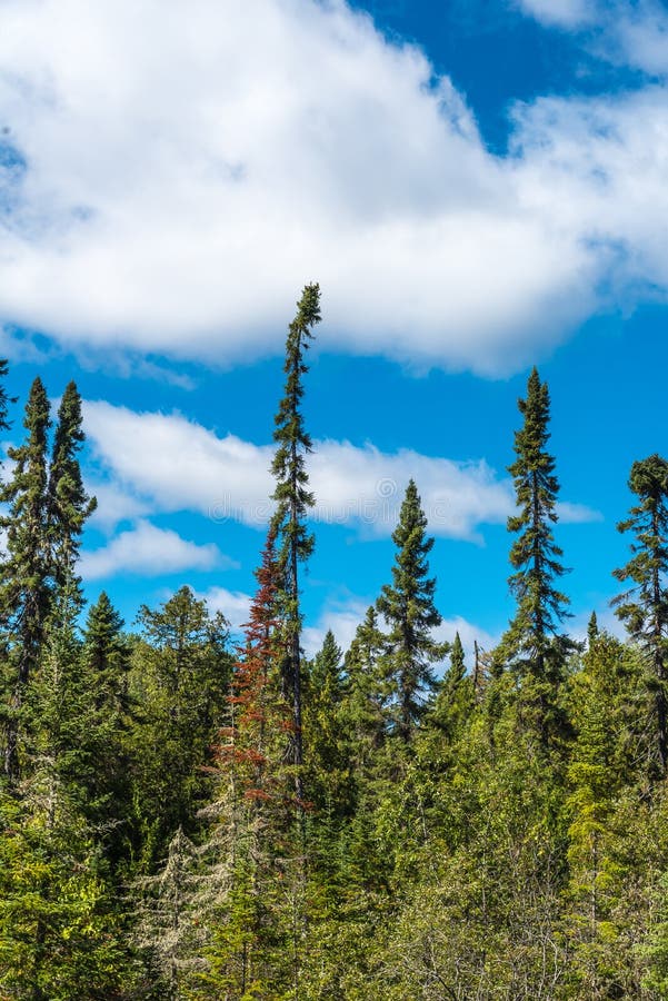 Ontario Forest stock image. Image of winter, vista, canadian 60953627