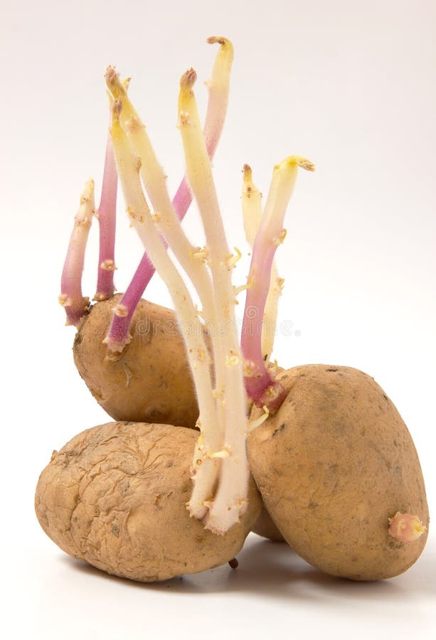 Ontkiemde de aardappels snakken jonge spruiten royalty-vrije stock afbeeldingen Ontkiemde de aardappels snakken jonge spruiten royalty-vrije stock afbeeldingen