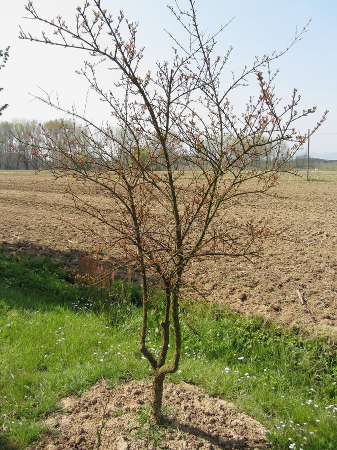 Ontluikende granaatappelboom in de lente stock foto's Ontluikende granaatappelboom in de lente stock foto's