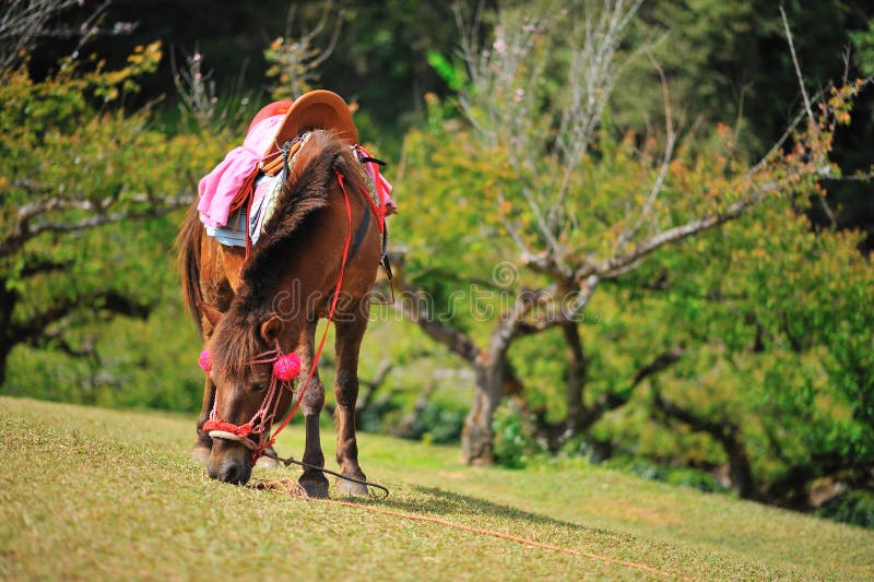 Relax Horse in north of thailand. Relax Horse in north of thailand