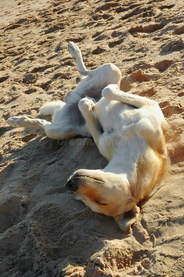 Ontspannen hond stock afbeeldingen Ontspannen hond stock afbeeldingen