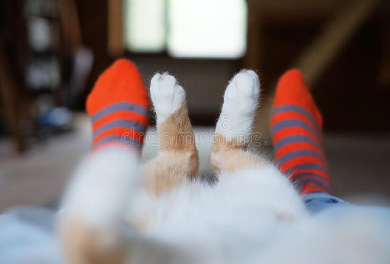 Relaxed cute cat lying on the human`s legs. Relaxed cute cat lying on the human`s legs.