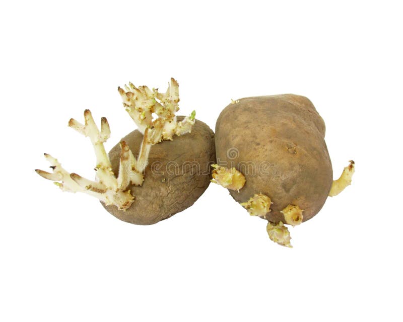 Ontsproten aardappels royalty-vrije stock afbeelding Ontsproten aardappels royalty-vrije stock afbeelding