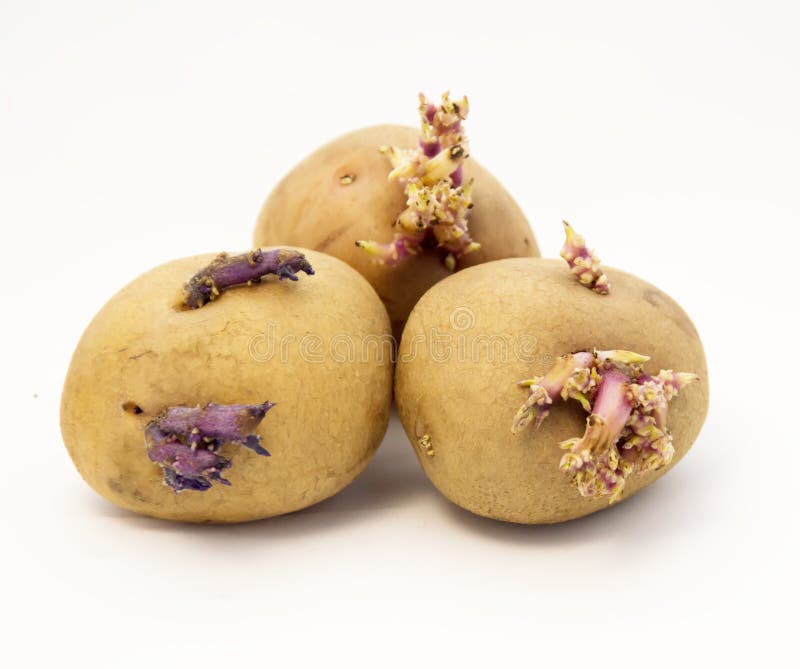 Ontsproten aardappels royalty-vrije stock afbeeldingen Ontsproten aardappels royalty-vrije stock afbeeldingen