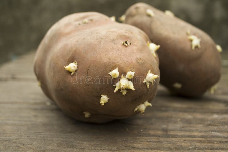 Ontsproten aardappels stock afbeeldingen Ontsproten aardappels stock afbeeldingen