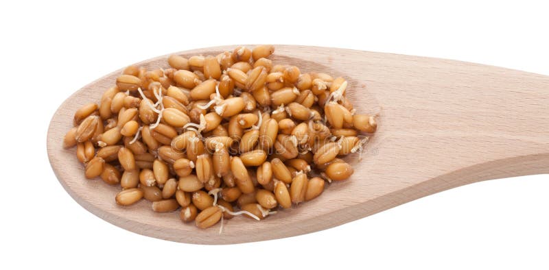 Sprouted wheat grain closeup on white background. Sprouted wheat grain closeup on white background