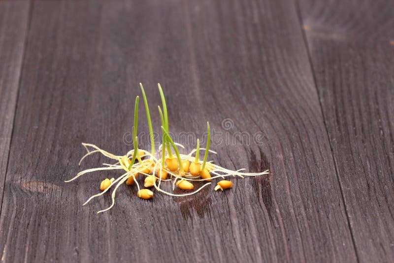 Sprouted wheat grain. Shallow DOF. Sprouted wheat grain. Shallow DOF