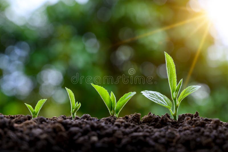 Ontwikkeling van de zaailingsgroei die zaailingenjonge plant in het ochtendlicht planten op aardachtergrond