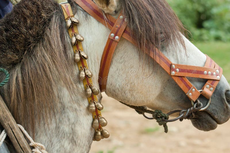 Ontzet omhoog paard stock foto. Image of leer mooi dorp 16683924