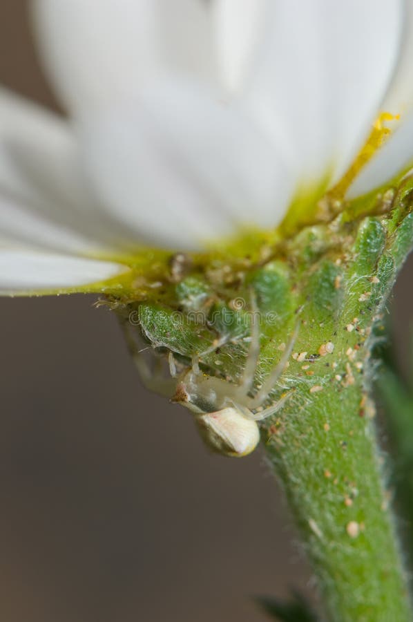Onustus di Thomisus del ragno del granchio sui frutescens di Parigi di un Argyranthemum della margherita fotografie stock Onustus di Thomisus del ragno del granchio sui frutescens di Parigi di un Argyranthemum della margherita fotografie stock