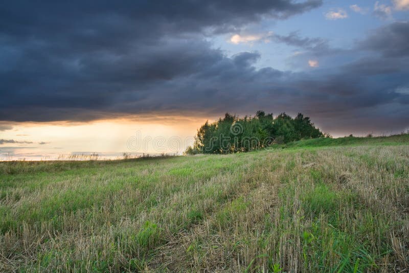 Landscape of oat field with dramatic storm sky. Landscape of oat field with dramatic storm sky