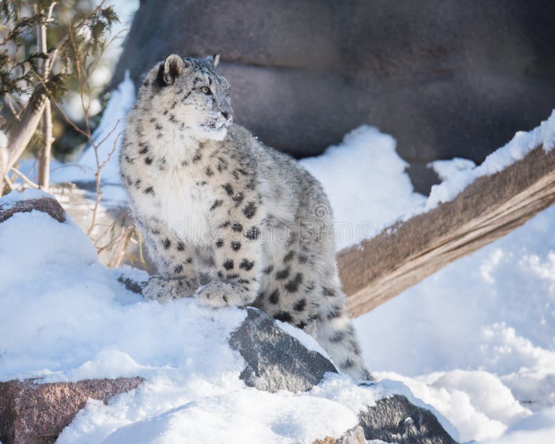 A young snow leopard cub exploring its snow-filled habitat at a zoo in Canada. This animal is part of the Species Survival Plan captive breeding program for this threatened species. A young snow leopard cub exploring its snow-filled habitat at a zoo in Canada. This animal is part of the Species Survival Plan captive breeding program for this threatened species.