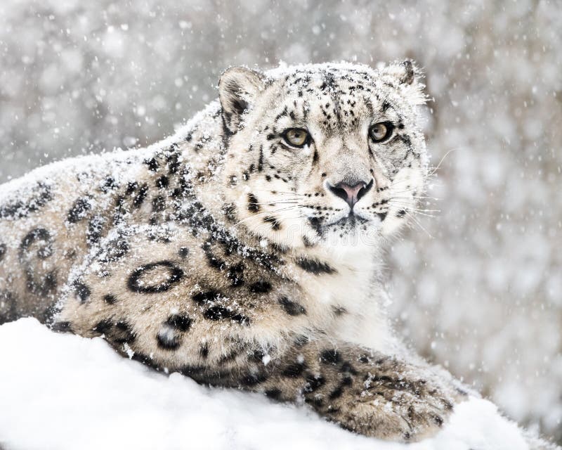 Frontal Portrait of Snow Leopard in Snow Storm. Frontal Portrait of Snow Leopard in Snow Storm