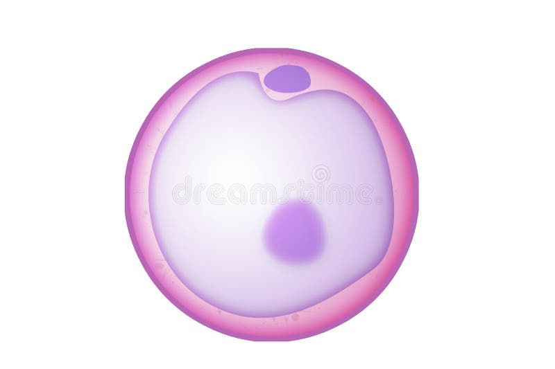 Oocyte as an immature egg, 3d rendering