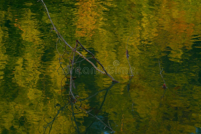 OOF tree branch in lake with water reflection resembling oil painting