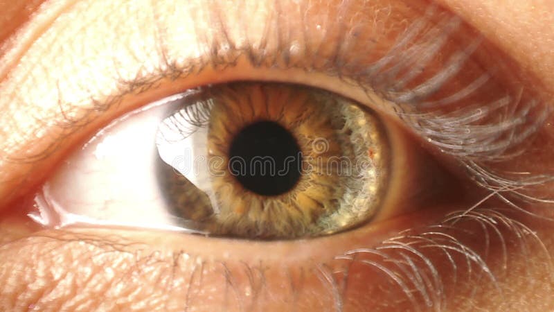 Oogiris aanbesteding stock footage Oogiris aanbesteding stock footage
