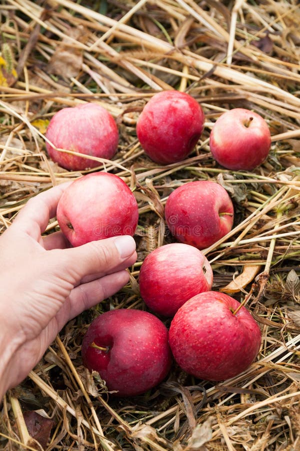 Oogst van de de herfst de verse rode appel, ecologie heerlijke boomgaard royalty-vrije stock fotografie Oogst van de de herfst de verse rode appel, ecologie heerlijke boomgaard royalty-vrije stock fotografie