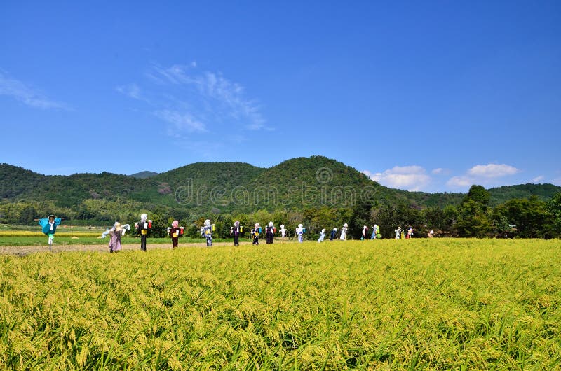 Oogst van rijstlandbouwbedrijf en vogelverschrikkers, Japan royalty-vrije stock afbeelding Oogst van rijstlandbouwbedrijf en vogelverschrikkers, Japan royalty-vrije stock afbeelding