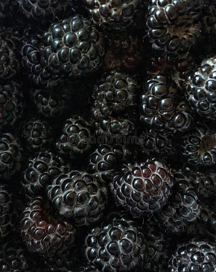 Oogsttijd: de zwarte frambozen sluiten omhoog stock foto Oogsttijd: de zwarte frambozen sluiten omhoog stock foto
