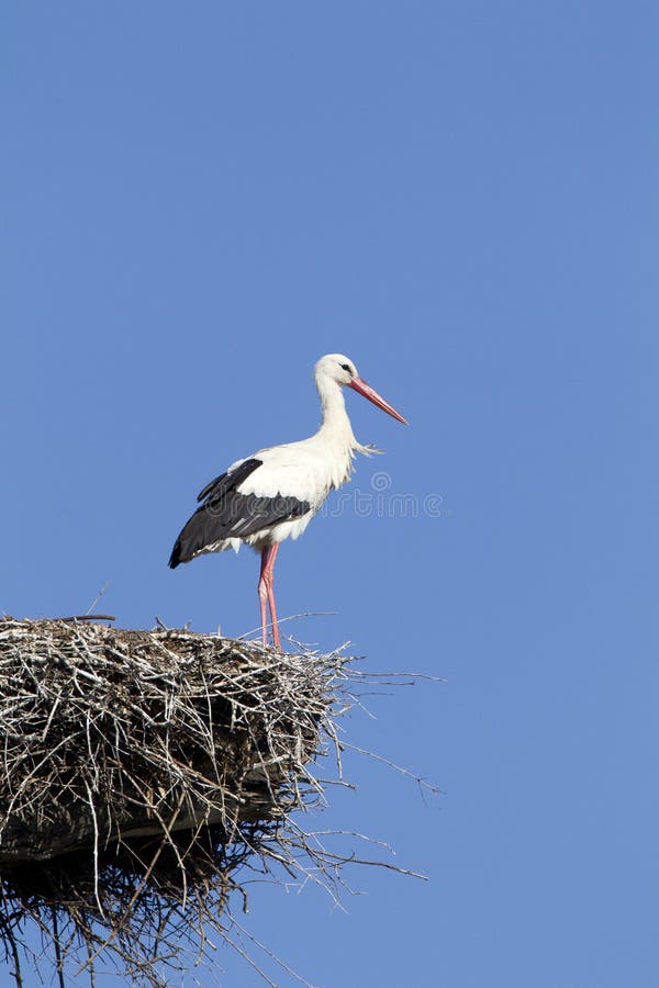 Ooievaar, cicogna bianca, ciconia di Ciconia immagini stock libere da diritti Ooievaar, cicogna bianca, ciconia di Ciconia immagini stock libere da diritti