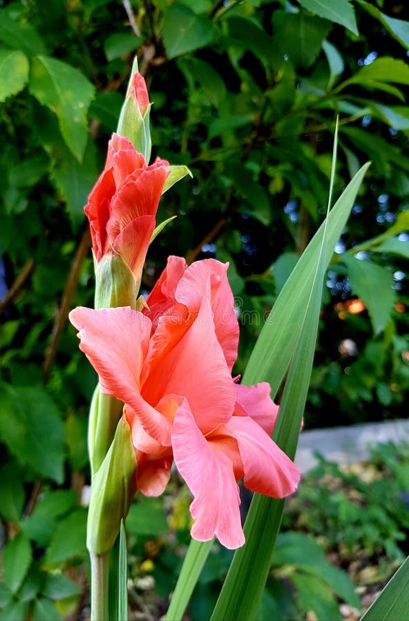 Ook geroepen van de zwaardlelie gladioli De gladiolen bloeien bloesems royalty-vrije stock afbeeldingen Ook geroepen van de zwaardlelie gladioli De gladiolen bloeien bloesems royalty-vrije stock afbeeldingen