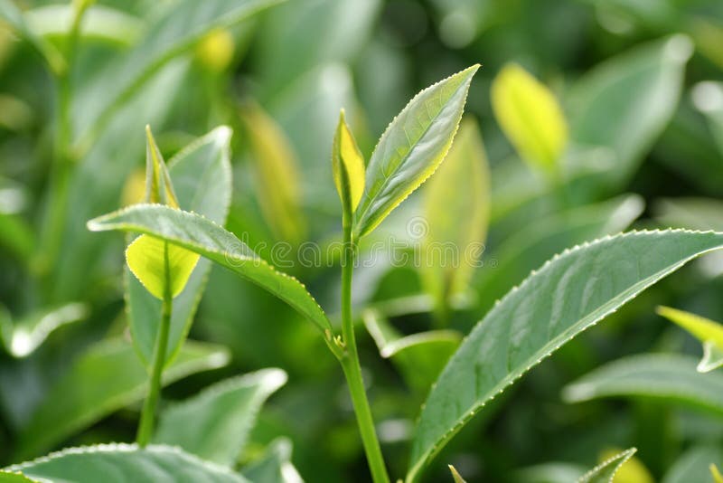 Oolong tea in the field stock image. Image of planting 45851073