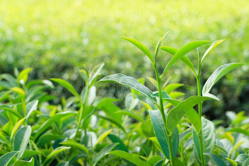 Oolong Tea Leaves, Two Leaves and a Bud Stock Image Image of bokeh