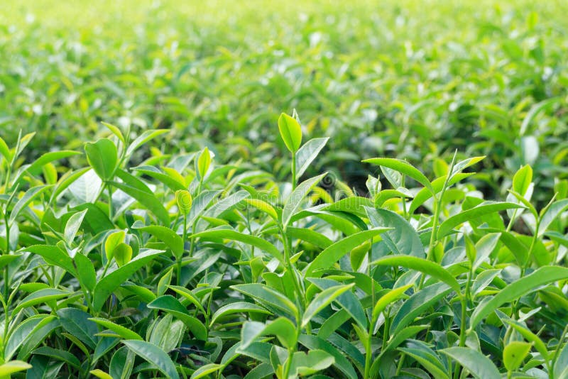 Oolong Tea Leaves, Two Leaves and a Bud Stock Photo Image of camellia