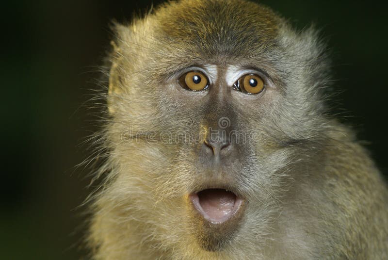 Oops do primata do Macaque